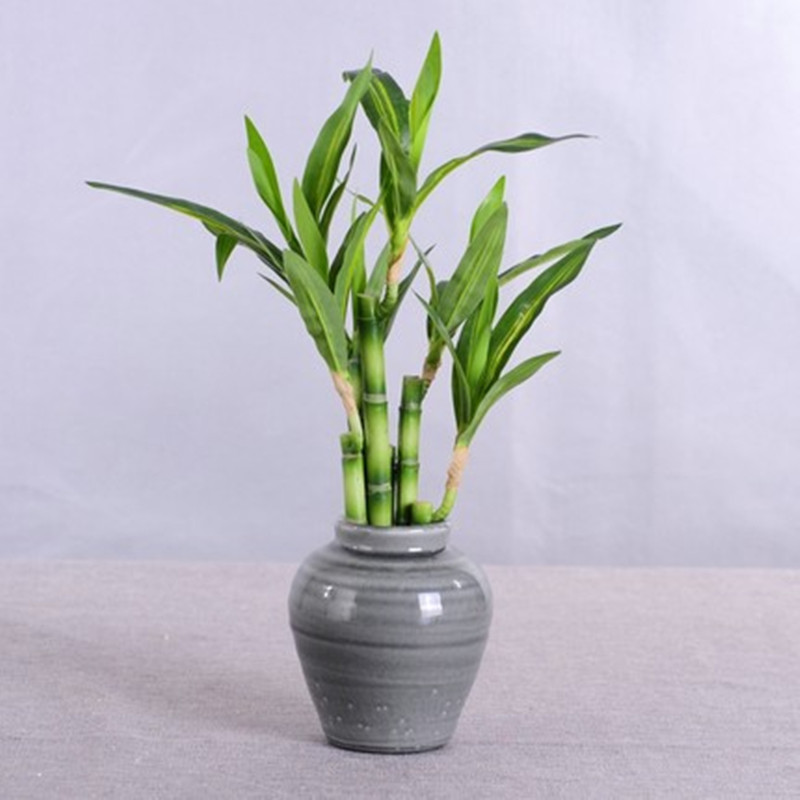 New 40cm Artificial Lucky Bamb - Marine Fish Tank recension och pris